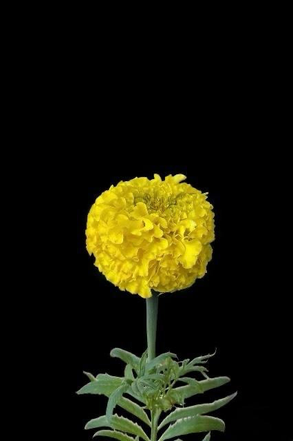 Marigold Yellow