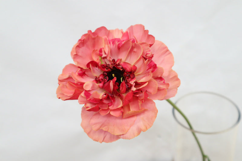 Ranunculus Charlotte Apricot (SELECT)