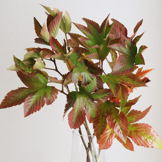 Rubus palmatus 紅葉木苺 (Tinted 50cm)