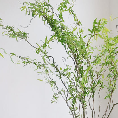 Salix matsudana Tortuosa 雲竜柳 (120cm)