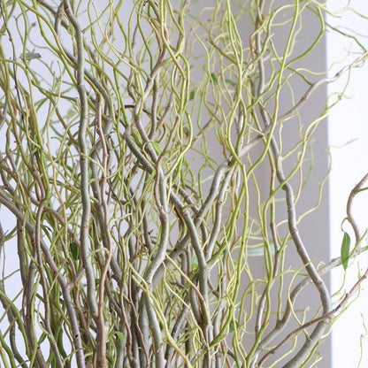 Salix matsudana Tortuosa 雲竜柳 (120cm)