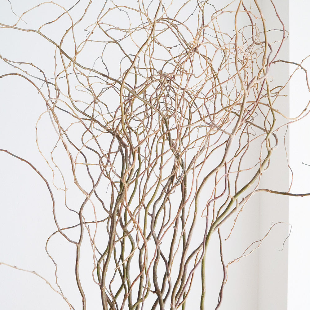 Salix matsudana Tortuosa 雲竜柳 (120cm)