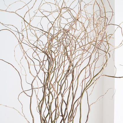 Salix matsudana Tortuosa 雲竜柳 (120cm)