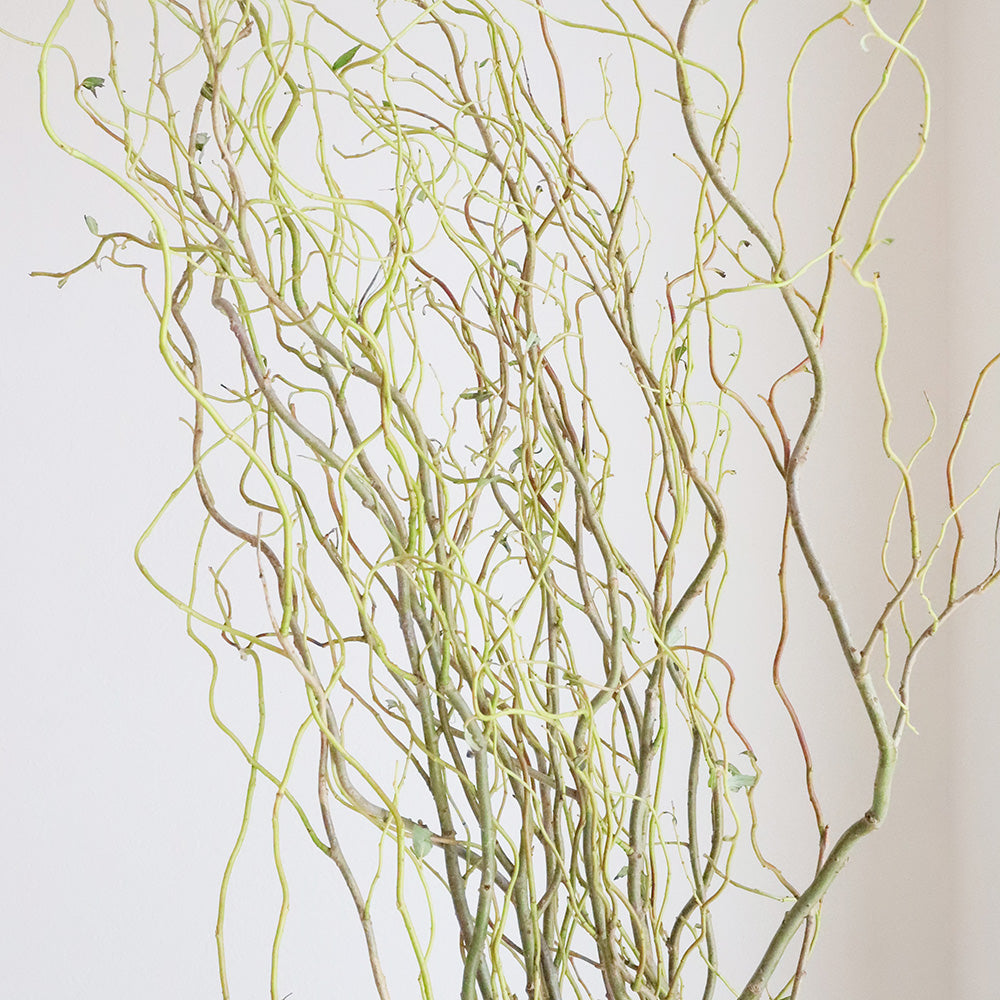 Salix matsudana Tortuosa 雲竜柳 (120cm)
