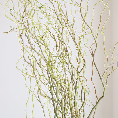 Salix matsudana Tortuosa 雲竜柳 (120cm)