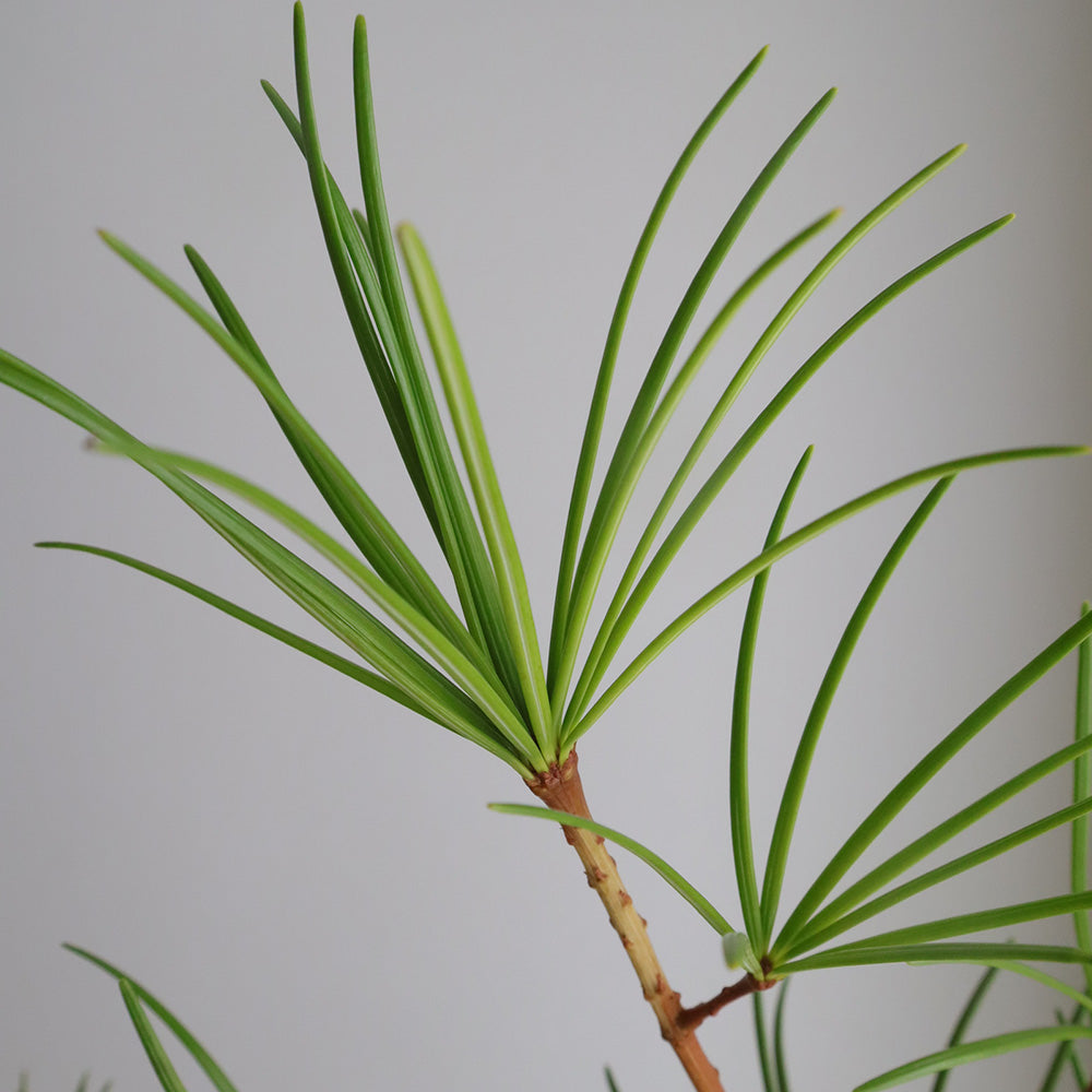 Sciadopitys verticillata 高野槇 (70cm)