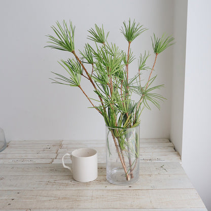 Sciadopitys verticillata 高野槇 (70cm)