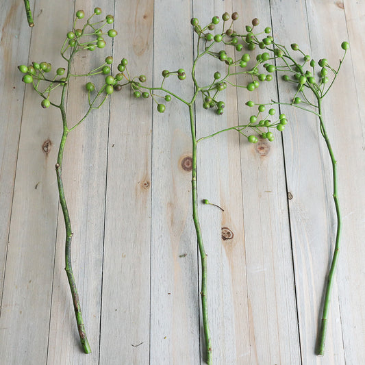 Rosa multiflora 野薔薇  (40cm)