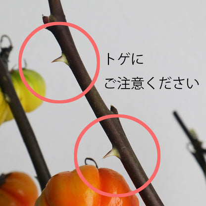 新入荷!! 【月見】Solanum Pumpkin (80cm)