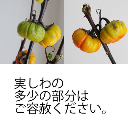 新入荷!! 【月見】Solanum Pumpkin (80cm)