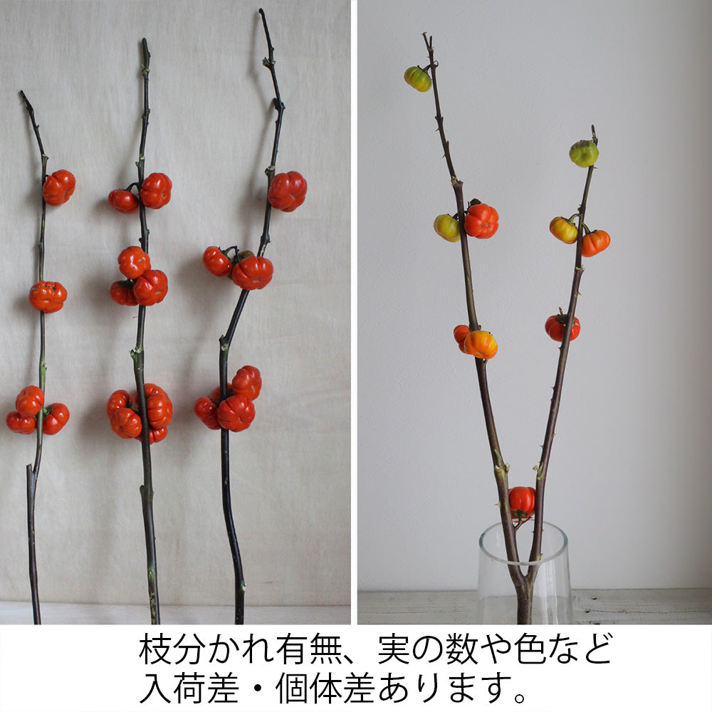 新入荷!! 【月見】Solanum Pumpkin (80cm)