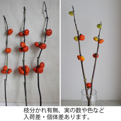 新入荷!! 【月見】Solanum Pumpkin (80cm)