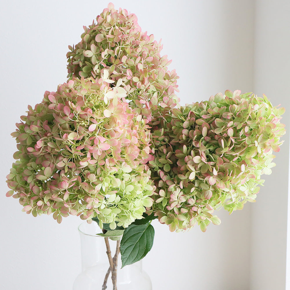Hydrangea 秋色 Little Lime (70cm)