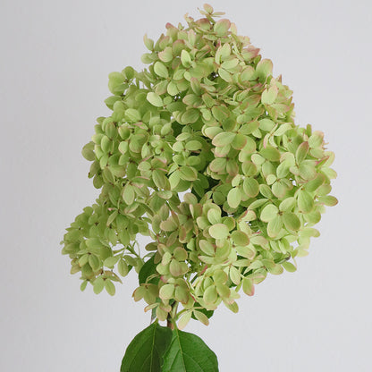Hydrangea 秋色 Little Lime (70cm)