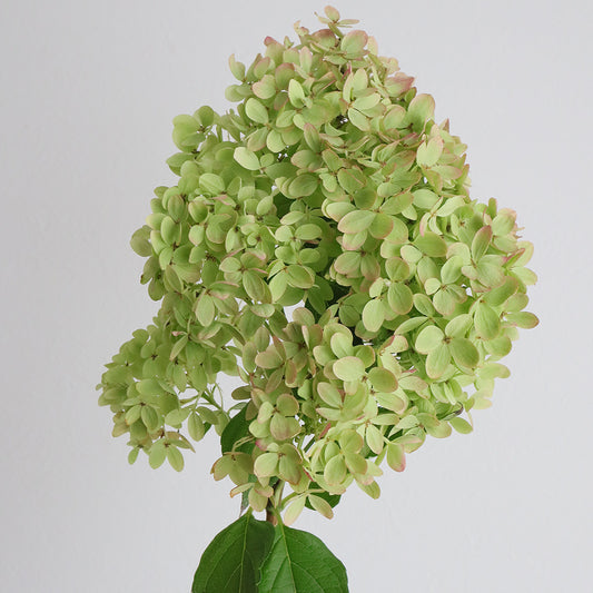 Hydrangea 秋色 Little Lime (70cm)
