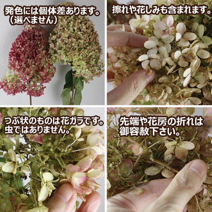 Hydrangea 秋色 Little Lime (70cm)
