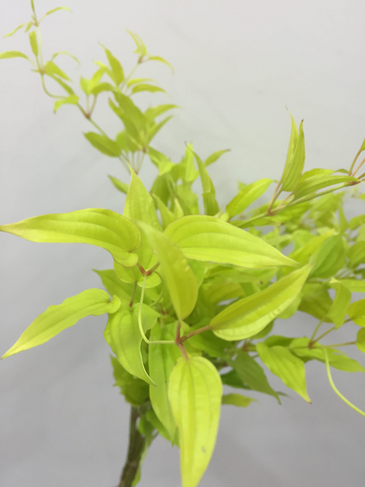 Stemona Japonica 利休草 来夢 (70cm)