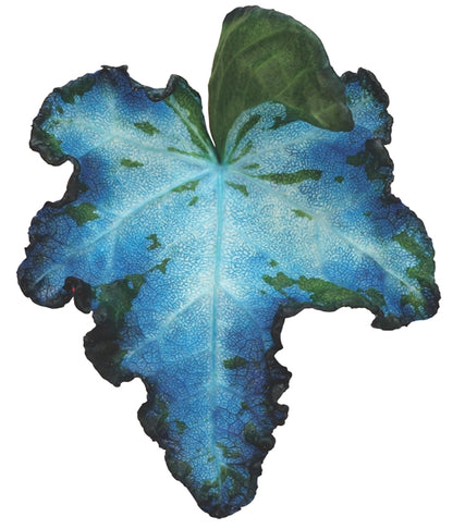 Hedera helix Ocean Blue - Tinted (Ivy) (60cm)