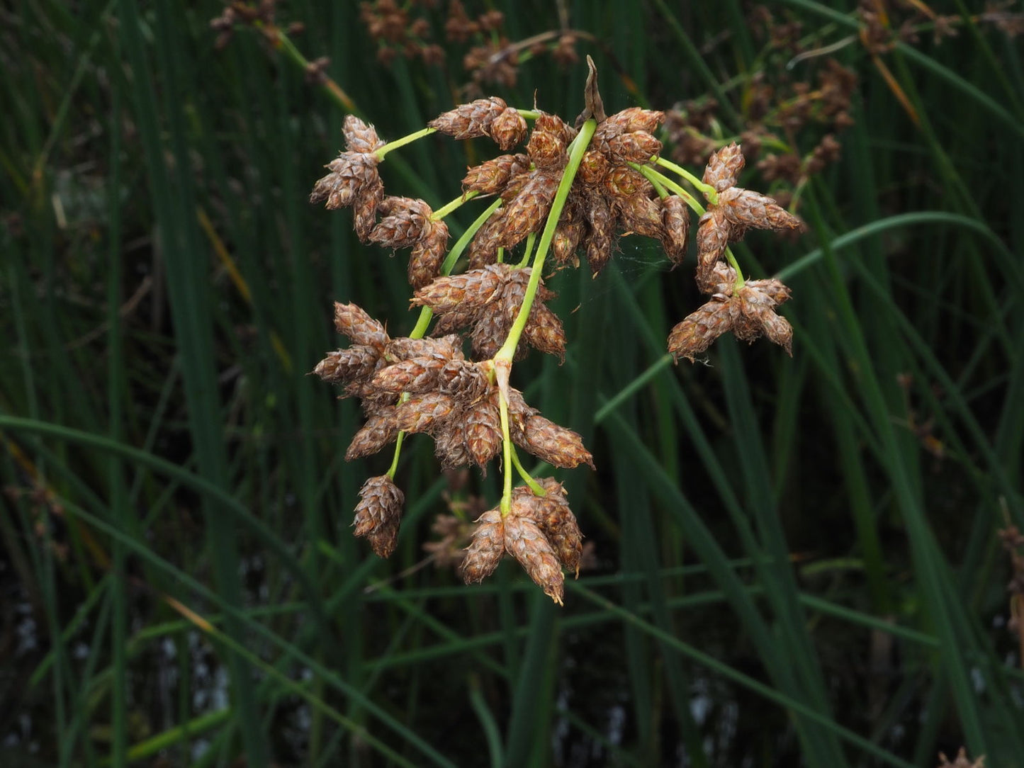 Schoenoplectus Futoi (2L)