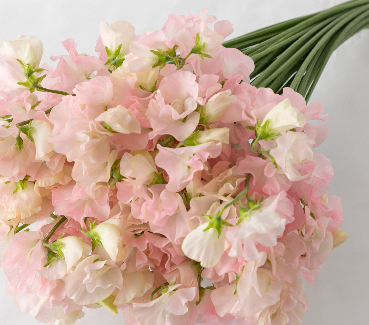 Sweet Pea Light Pink (MOQ : 50Stems/Bunch) ETA 23 Jan 2025