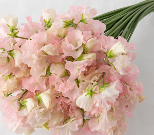 Sweet Pea Light Pink (MOQ : 50Stems/Bunch) ETA 23 Jan 2025