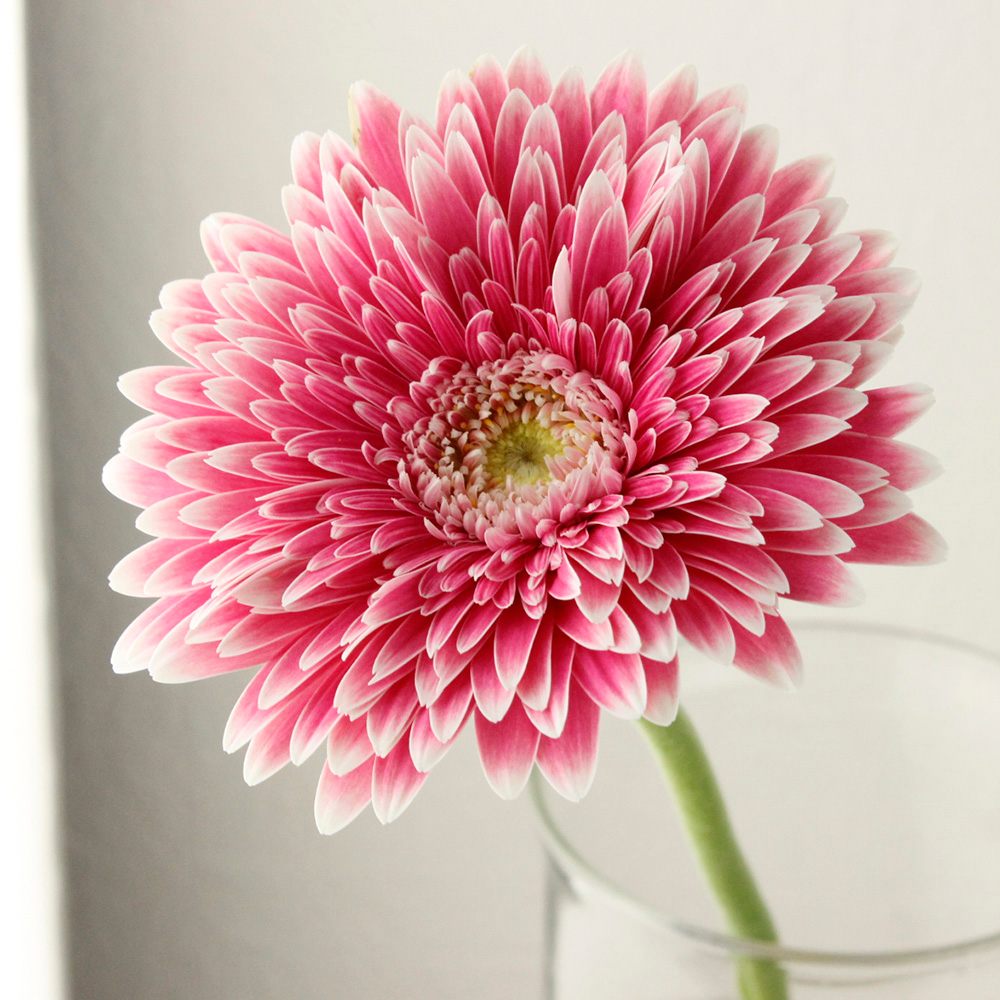 新入荷!! 稀少品!! Gerbera Power Ball (大輪 2L)