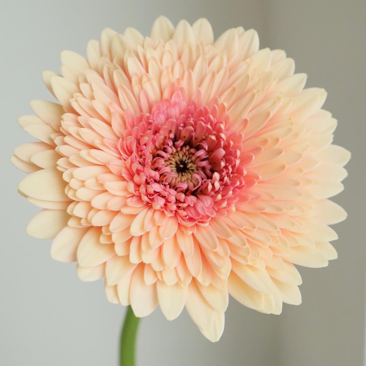 Gerbera JayJay (50cm)