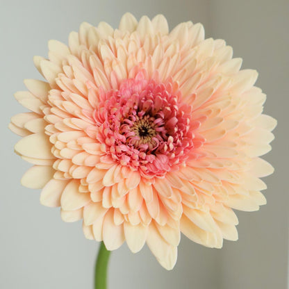 Gerbera JayJay (50cm)