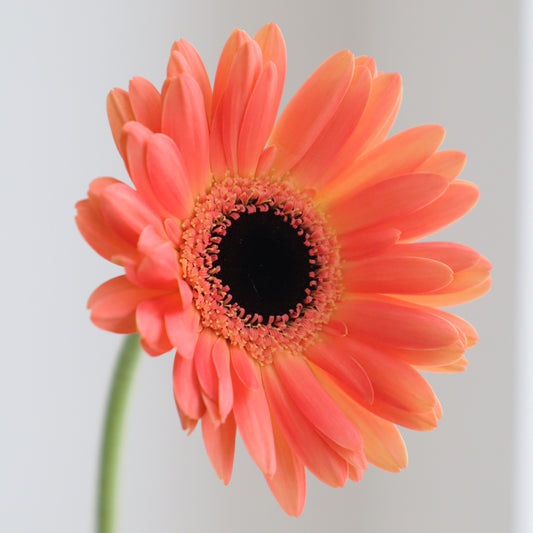 Gerbera Taka