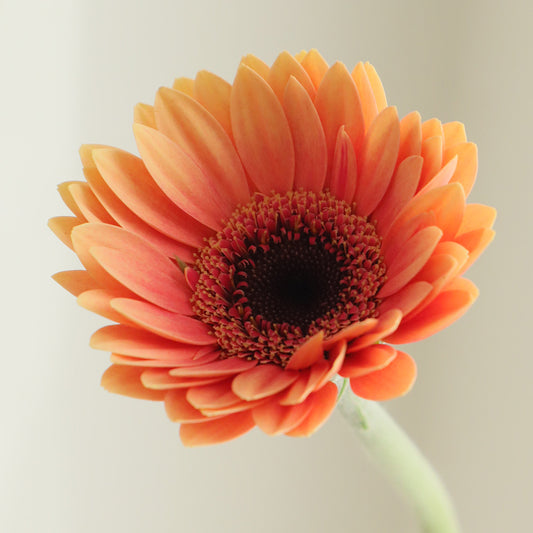 Gerbera Petit Praline