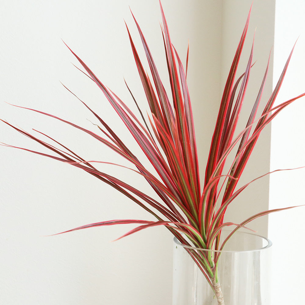 Dracaena marginata Concinna Rainbow