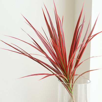 Dracaena marginata Concinna Rainbow
