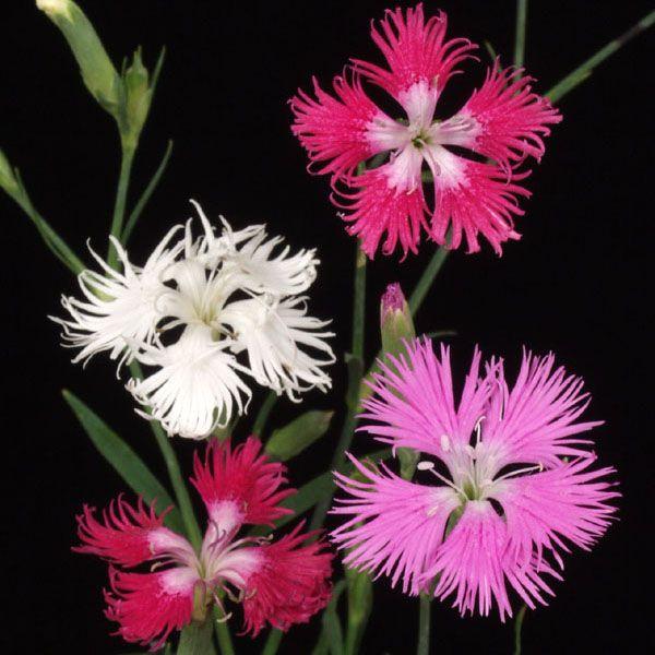 Dianthus 河原撫子 (60cm)