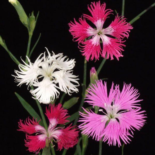 Dianthus 河原撫子 (60cm)