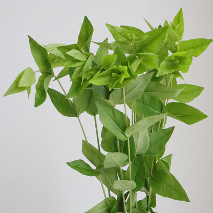 Pycnanthemum Mountain Mint (50cm)