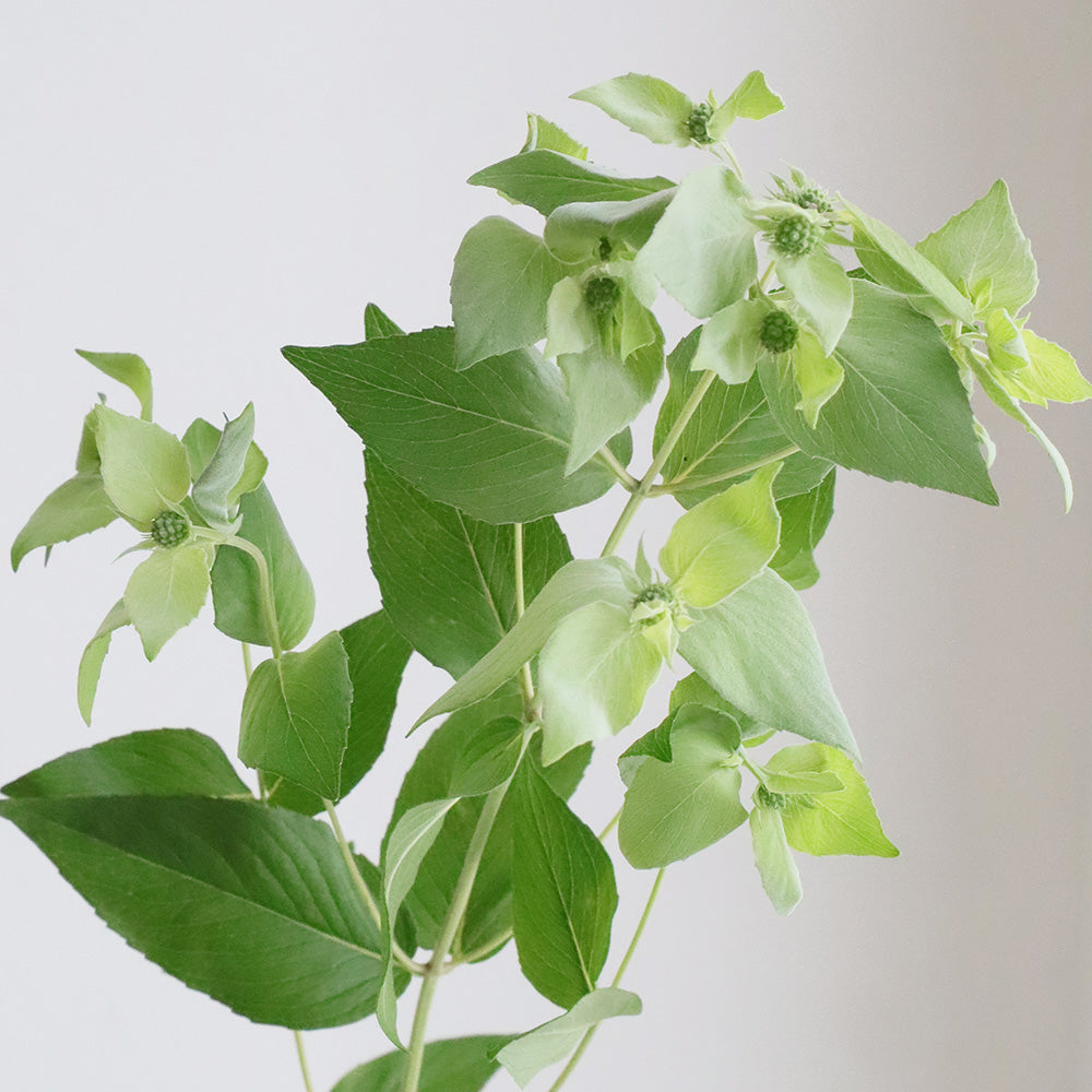 Pycnanthemum Mountain Mint (50cm)