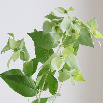 Pycnanthemum Mountain Mint (50cm)