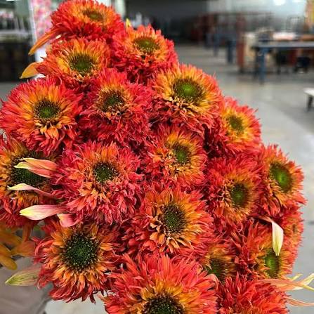 Echinacea Palmera (50cm)