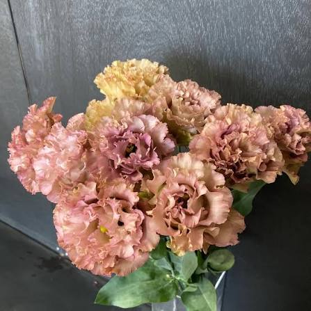Eustoma NF Moca (1F)