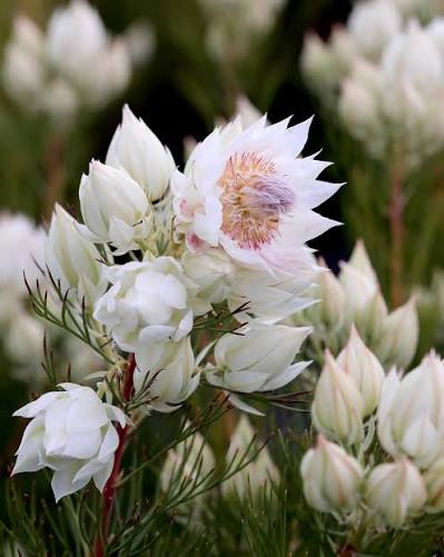 新入荷!! Blushing Bride (50cm From South Africa)