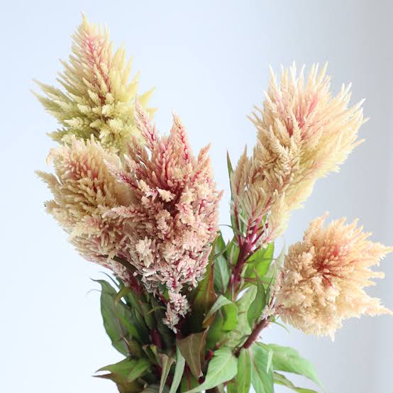 【月見】Celosia 霧島の秋 (60cm)