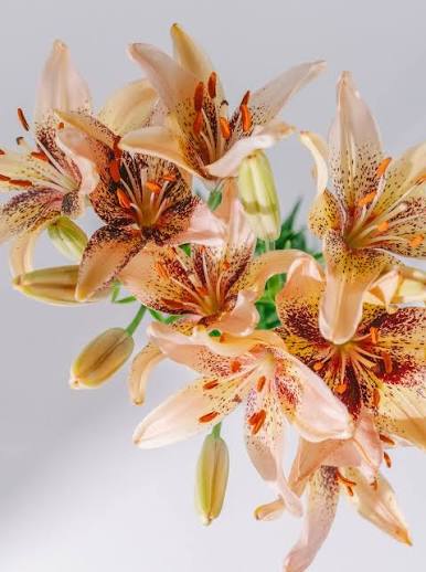 Lilium Tribal Dance (50cm)