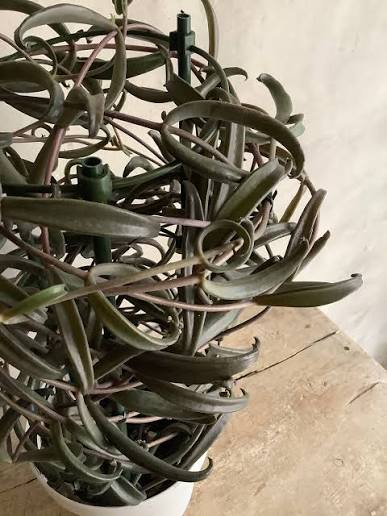 Kalanchoe beauverdii 黒綿 (55cm)