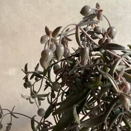 Kalanchoe beauverdii 黒綿 (55cm)
