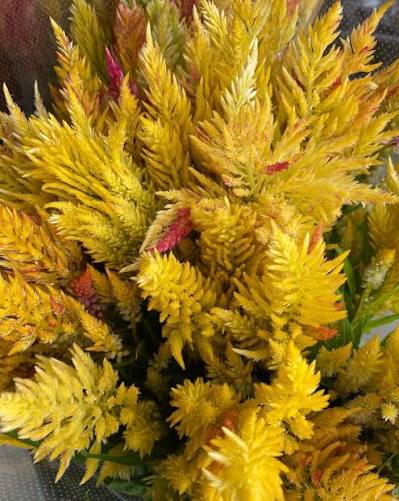 Celosia 霧島の秋 Yellow (60cm)