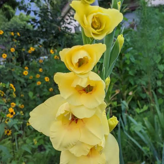 Gladiolus Bananarama (100cm)
