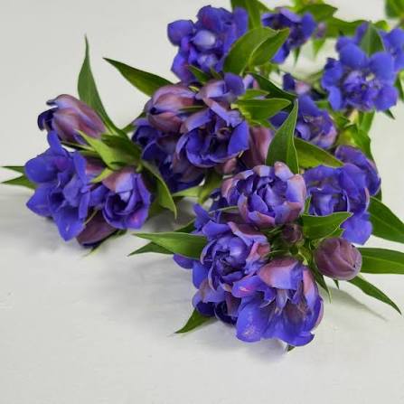 八重咲き!! Gentiana 安代の紫輝 (60cm)