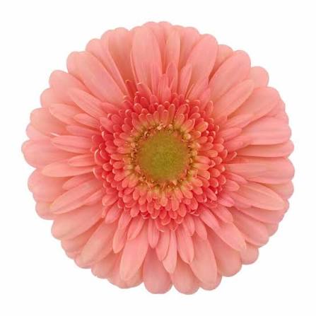Gerbera Azuna