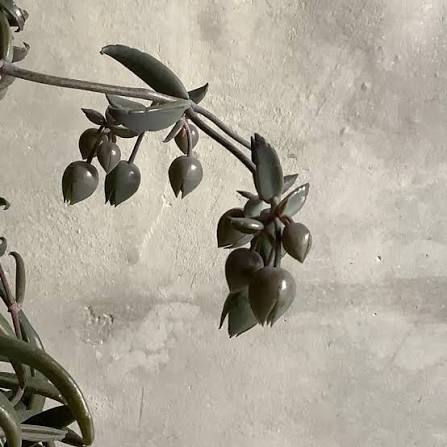Kalanchoe beauverdii 黒綿 (55cm)