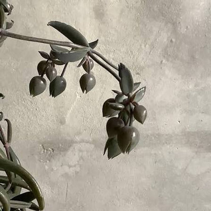 Kalanchoe beauverdii 黒綿 (55cm)